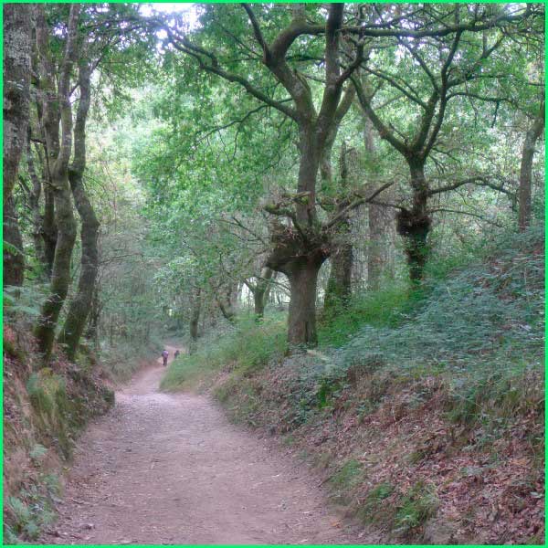 ruta Camino Francés: Palas de Rei - Arzúa en Lugo