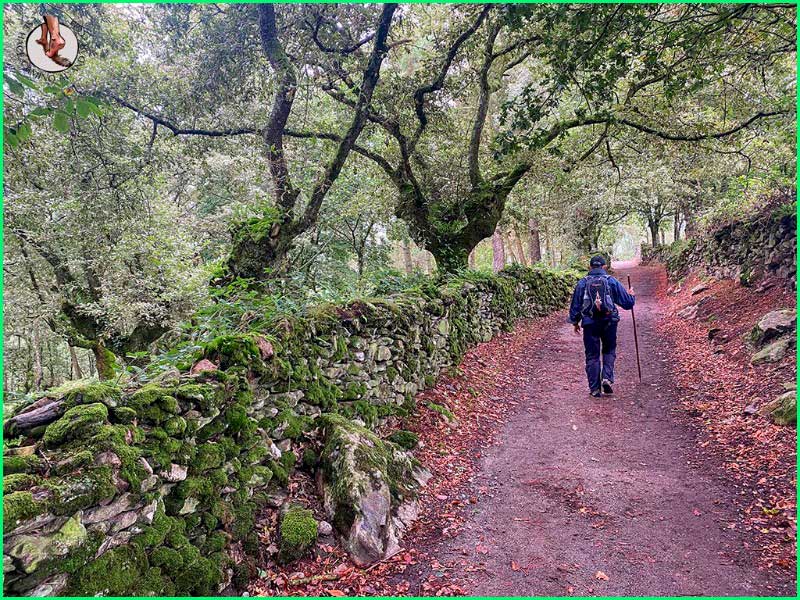 track Camino Francés: Sarria a Santiago de Compostela en Lugo