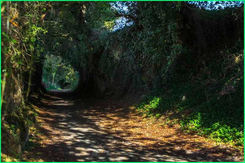 track Camino Francés: Sarria - Melide en Lugo