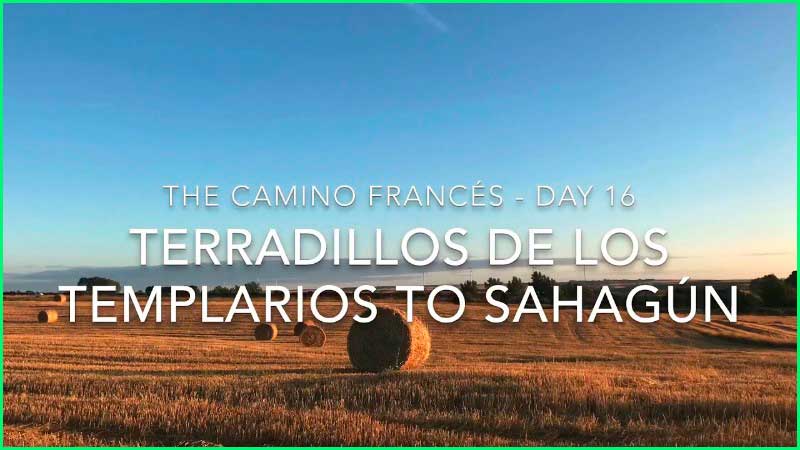 Lagartos en Palencia
