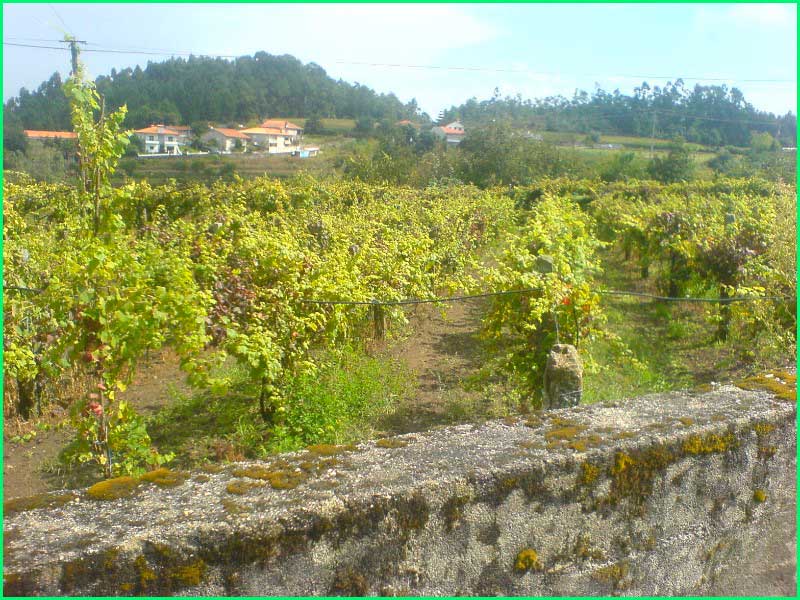 ruta Camino Portugués Central: Caldas de Reis a Padrón en Pontevedra