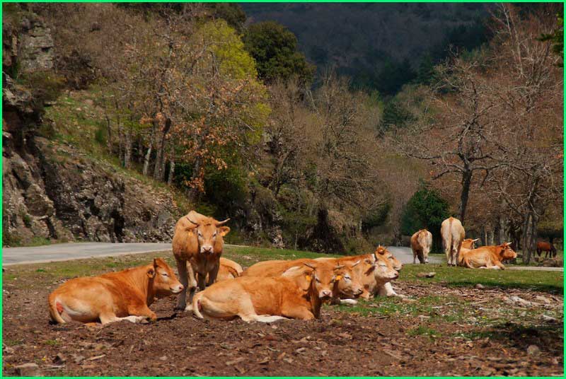 Parque Natural de la Sierra Cebollera en La Rioja