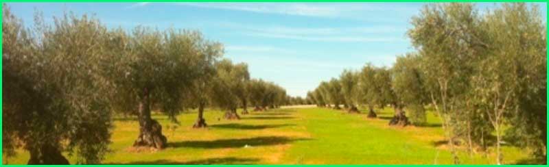 ruta Campomanes - Mirandilla en Badajoz