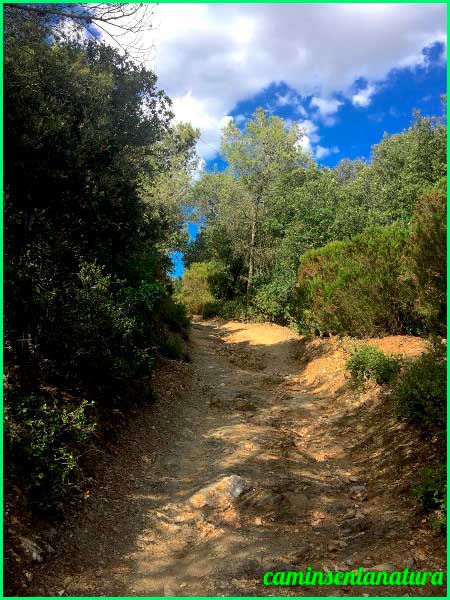 Parc de Collserola en Barcelona