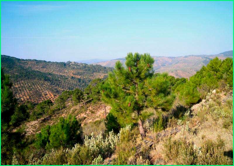 Parque Natural Sierras de Cazorla en Jaén