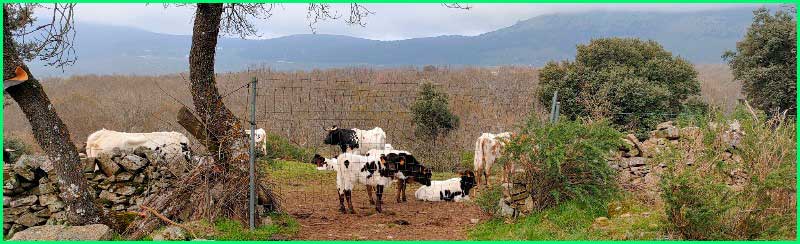 Guadarrama en Madrid