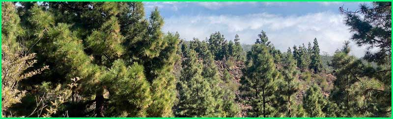 Parque Natural Corona Forestal en Santa Cruz de Tenerife