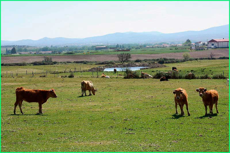 Carcaboso en Cáceres